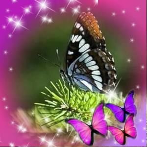 Meet your Posher, Bernie